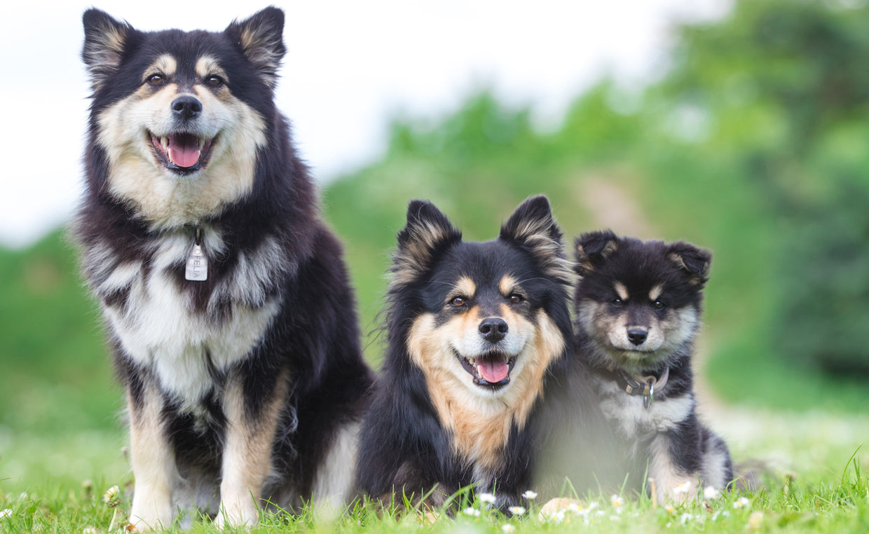 Three Finnish Lapphund on grass