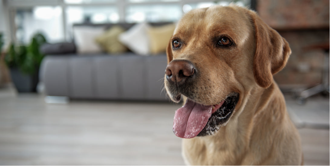 How to Keep Dogs Happy Inside — Indoor Exercise Ideas for Dogs