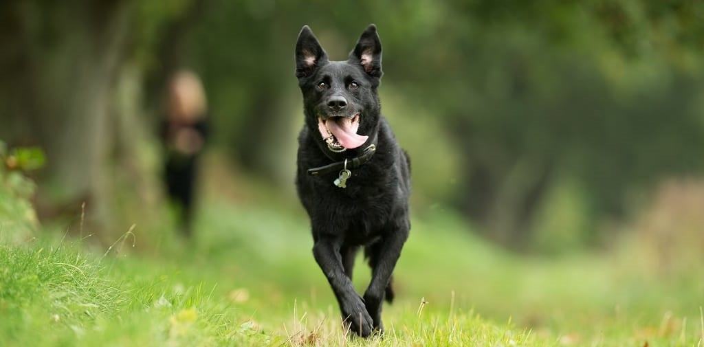 Dog running