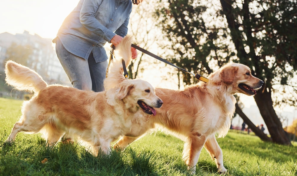 Two Golden Retrievers out for a walk