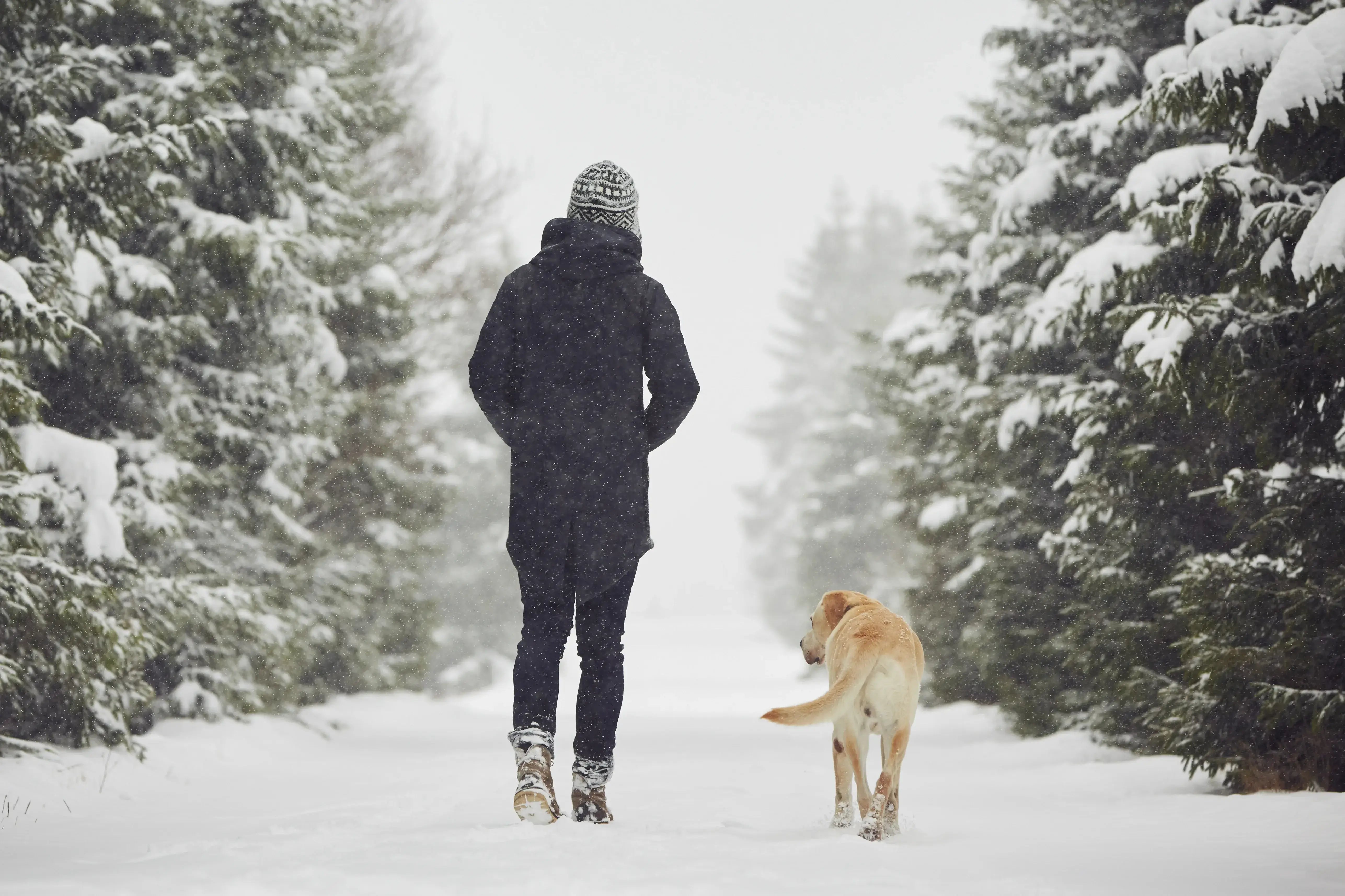 Winter attire for dogs keeps them calm and comfortable - CVETS