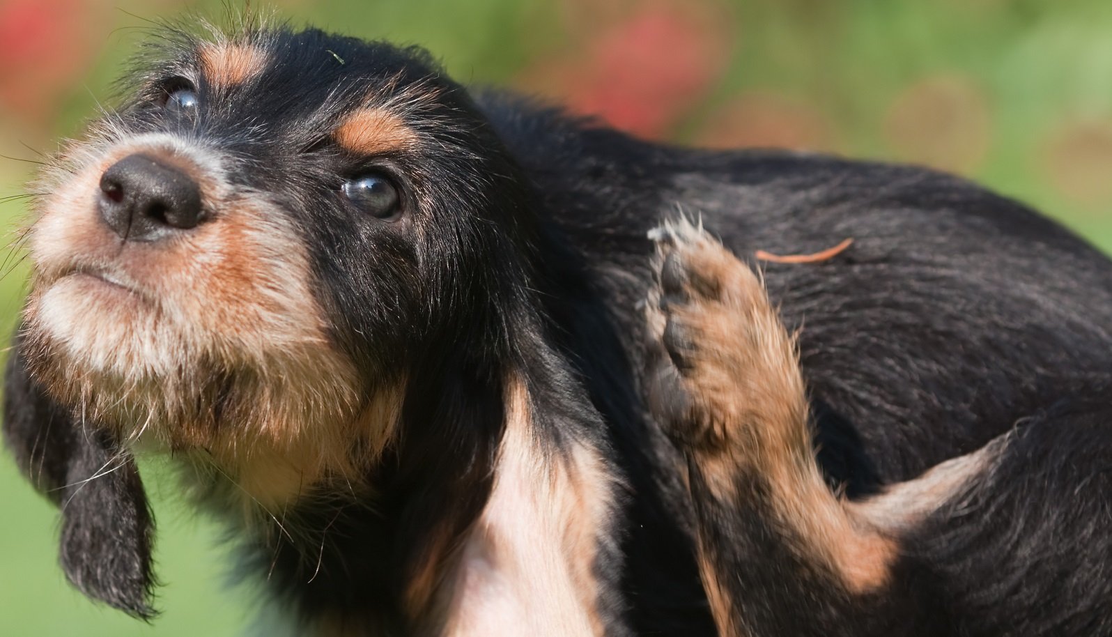 Dogs scratching clearance