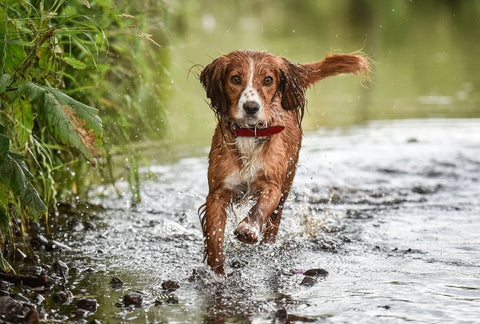 wet dog wagging tail