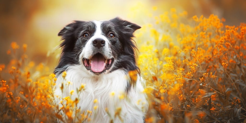 Happy looking collie
