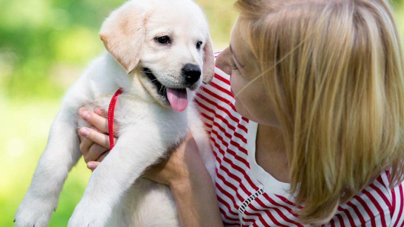 10 Important Tips for New Golden Retriever Owners 