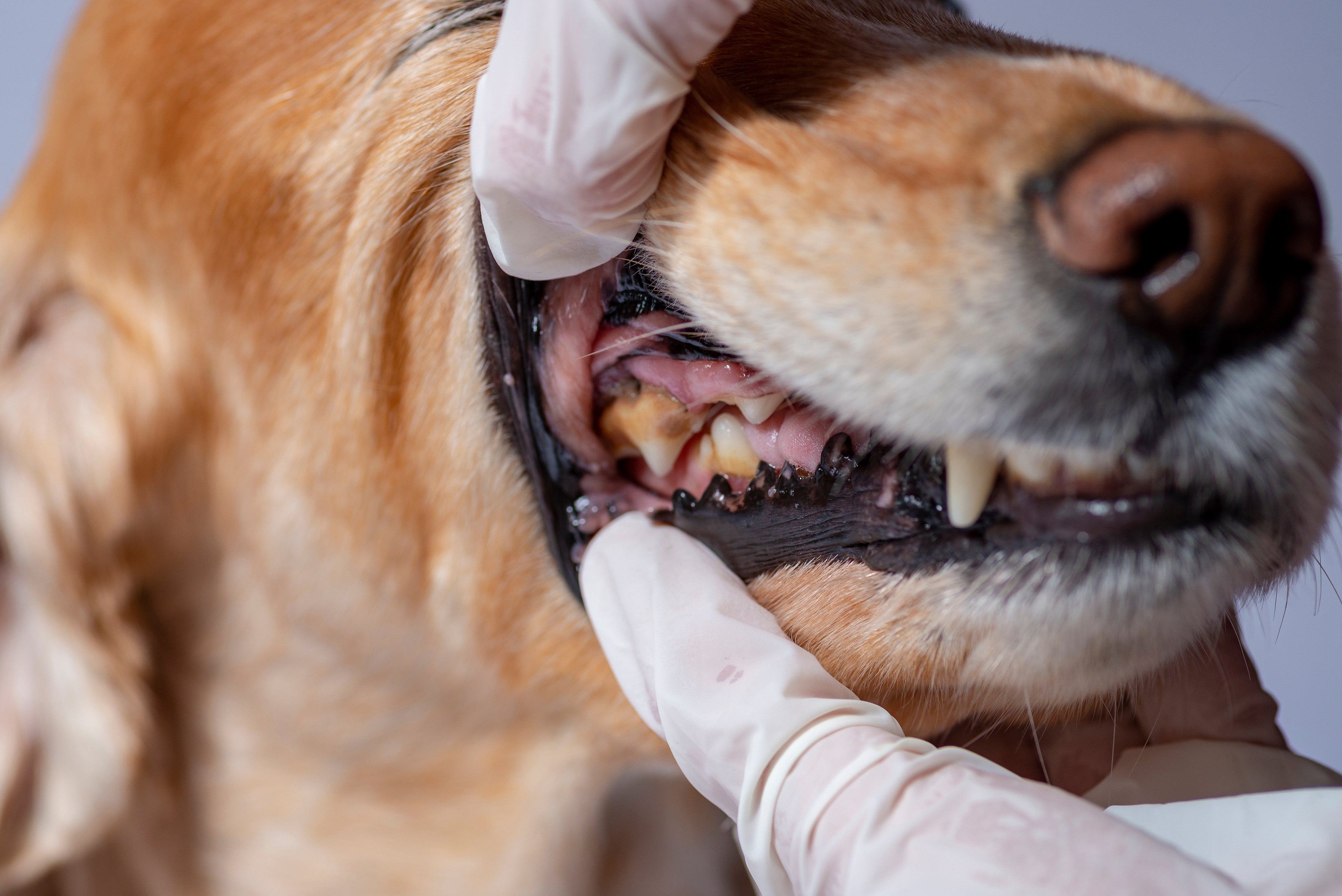 severe periodontal disease dogs