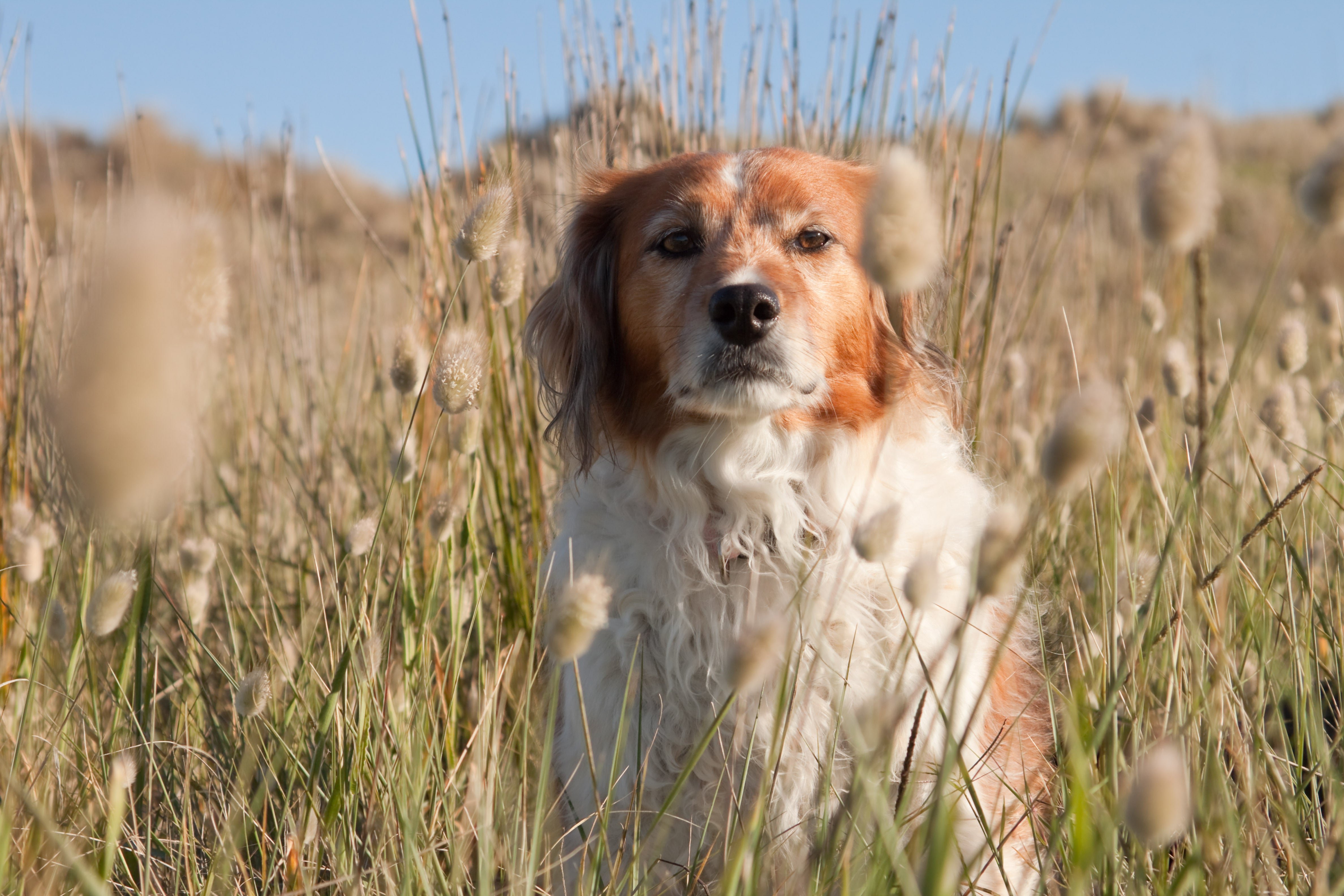 Treatment for grass clearance seed in dog's ear