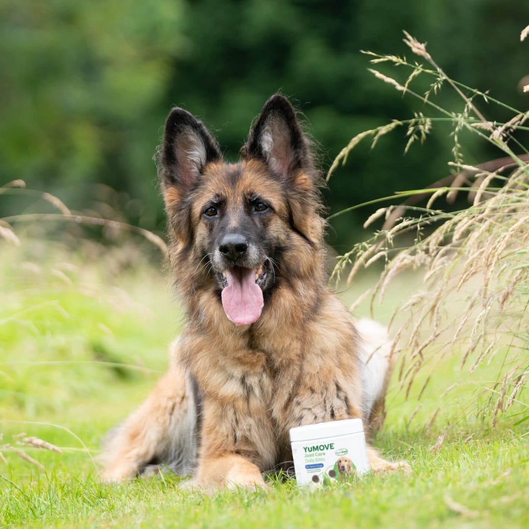 Supplements for German Shepherds