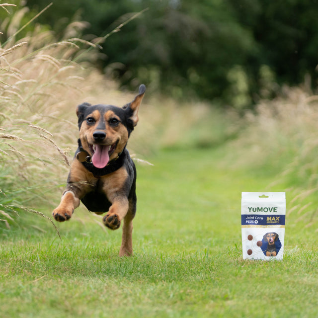 Joint Supplements with Glucosamine for Dogs