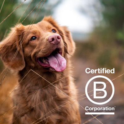 YuMOVE are proud to be part of the B Corp pack!