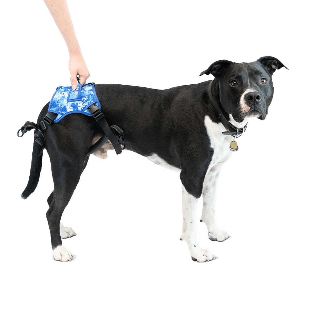 Buddy Up Rear Harness Dog Support Harness YuMOVE UK