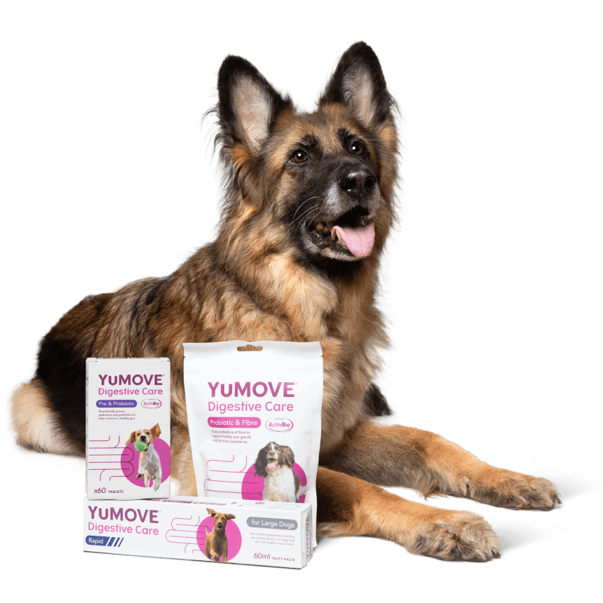 dog lying down with packs of yumove digestive care products alongside