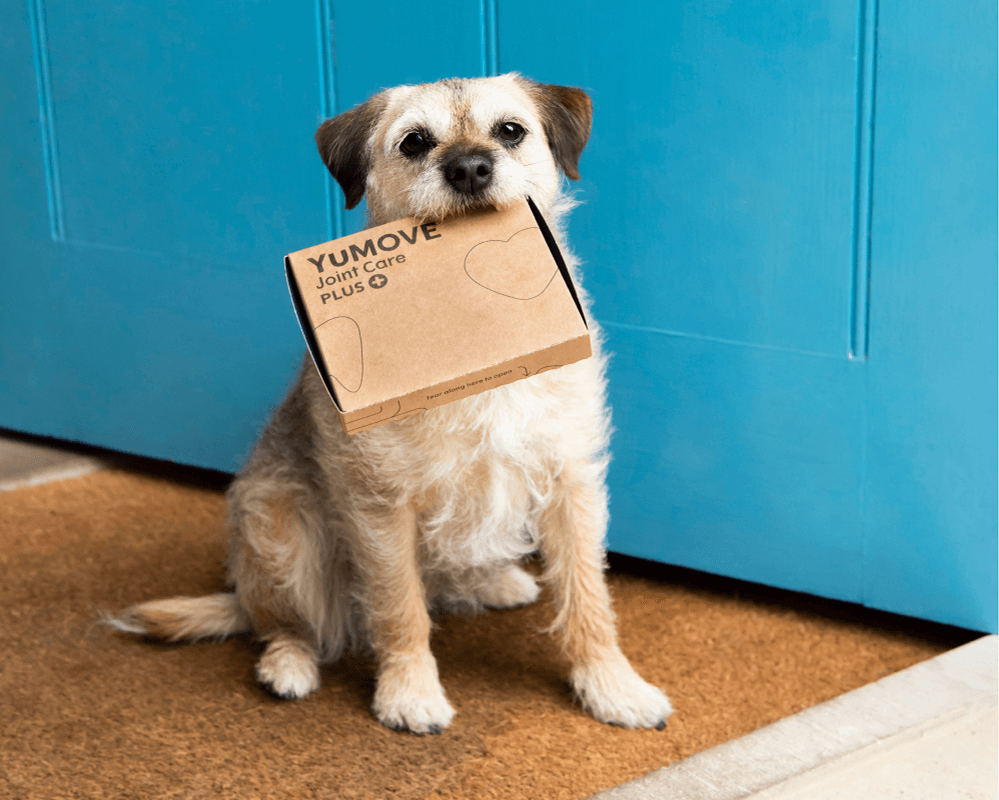 Dog with YuMOVE delivery pack