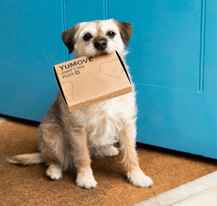 Dog with YuMOVE delivery pack