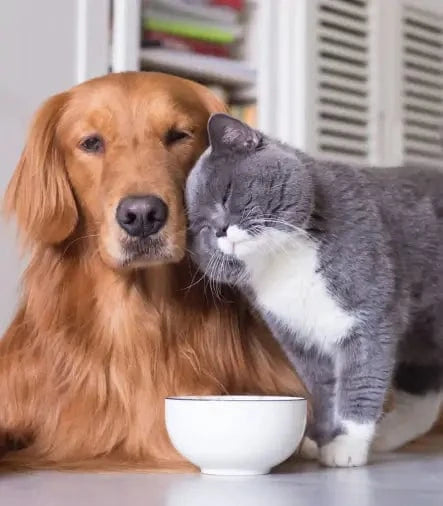 Dog and Cat