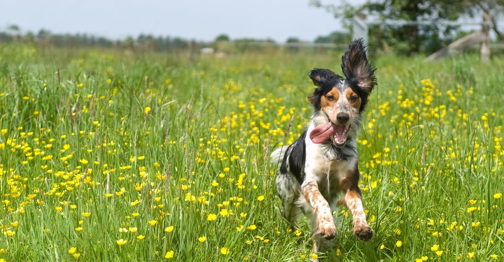 10 dogs that made us smile this week