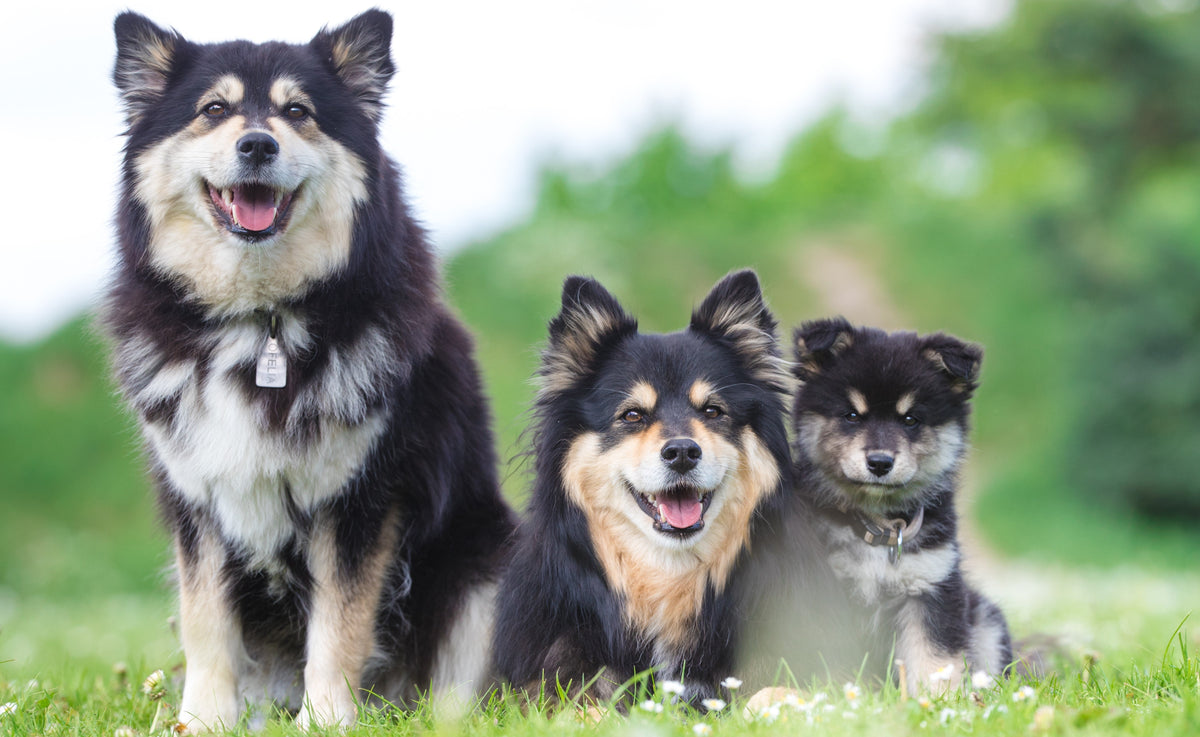 Why Essential Fatty Acids are vital for dogs