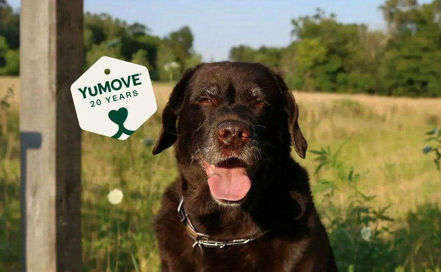 Celebrating 20 years of YuMOVE