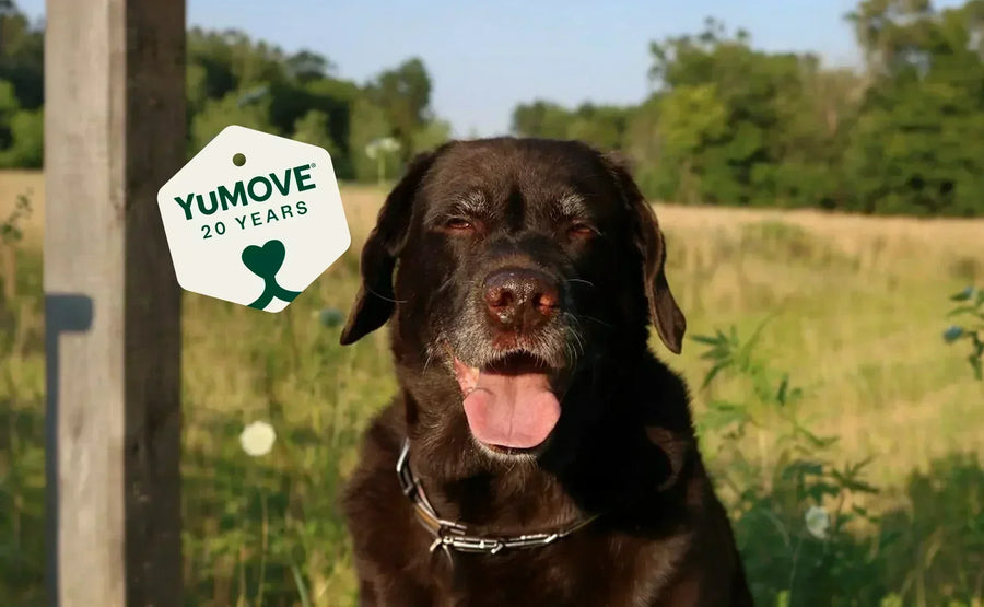 Celebrating 20 years of YuMOVE