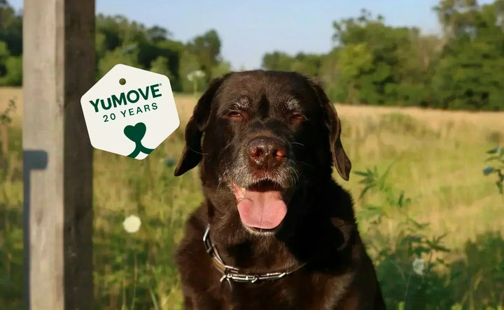 Celebrating 20 years of YuMOVE
