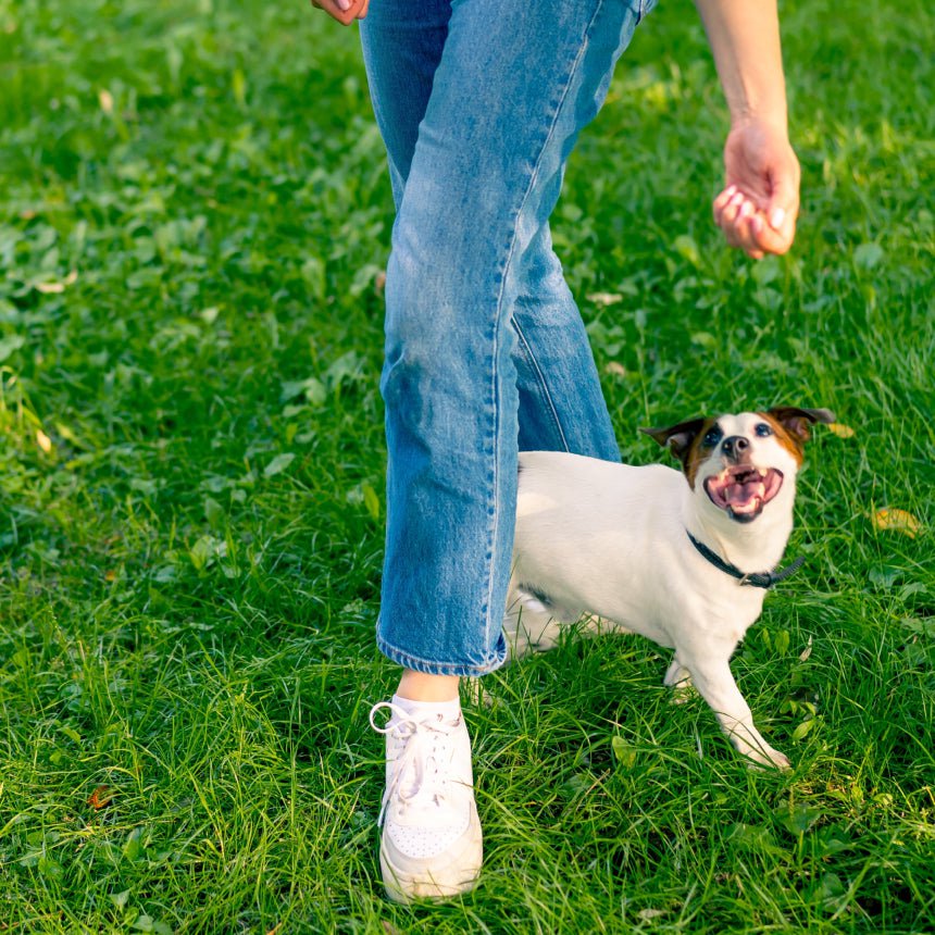 Watchouts for senior dogs with lots of energy