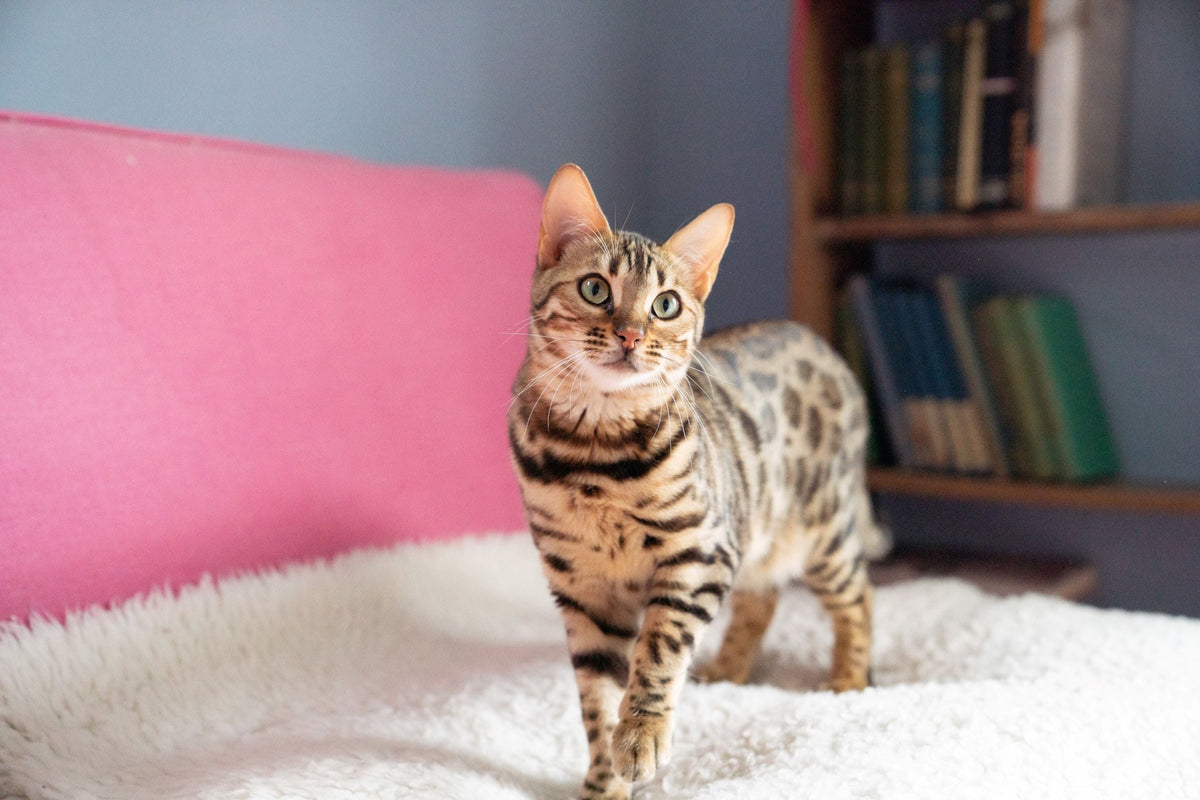 6 signs of a happy cat