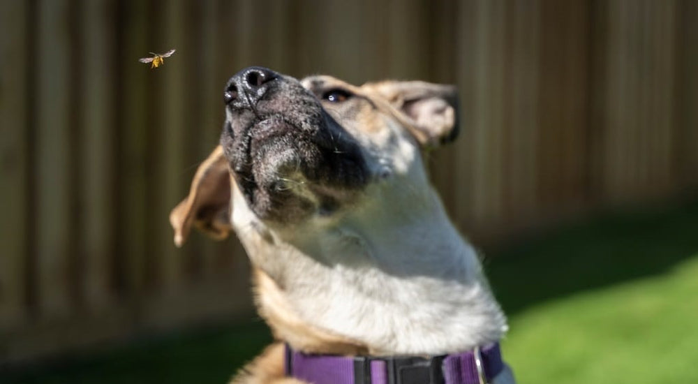 Dog trying to catch a bee