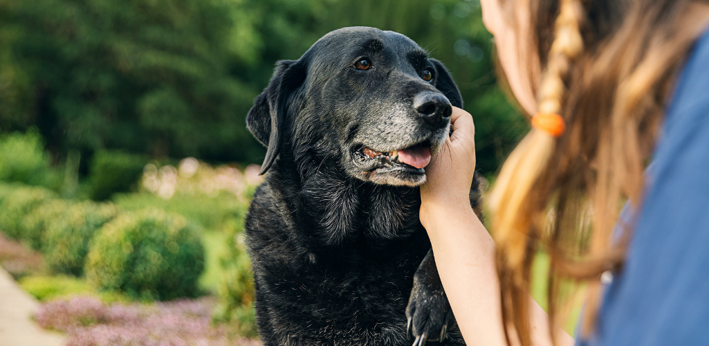 Woman holding senior labrador face outside