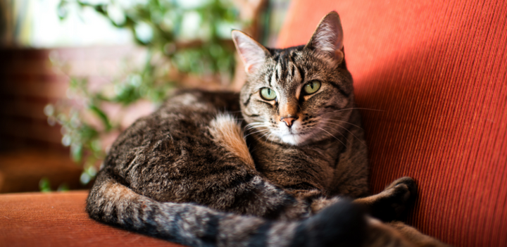 Is my cat going deaf?