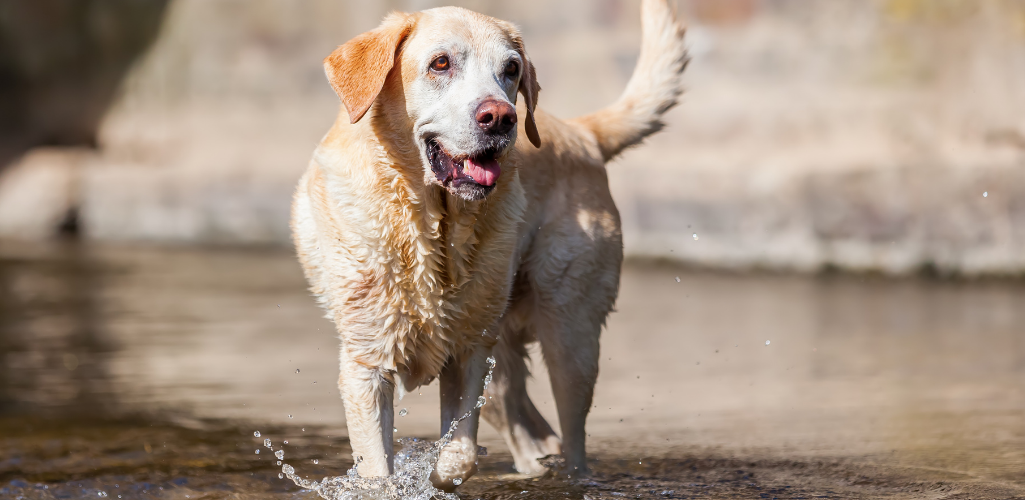 Senior labrador playing in the water