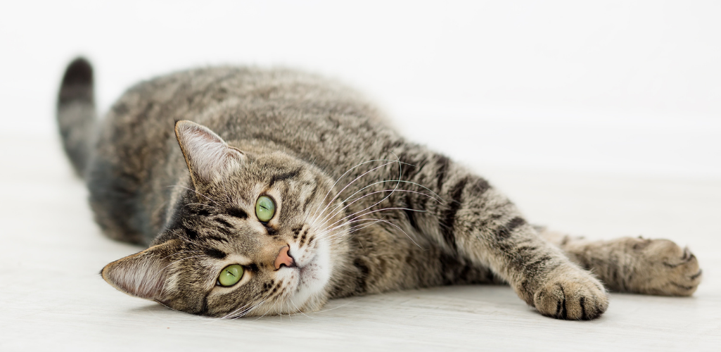 Getting the most from YuMOVE Cat