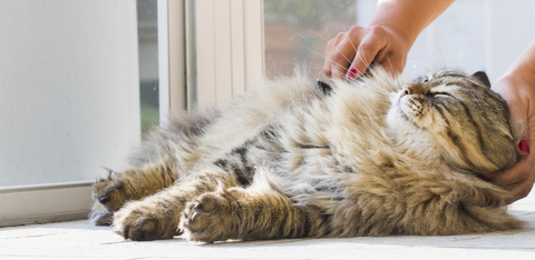 Long haired cat lying down being brushed