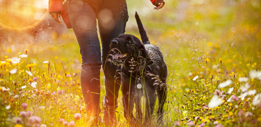 Woman walking dog in spring meadow