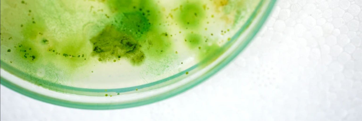 Blue green algae petri dish