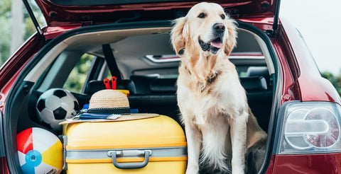 Retriever in the boot