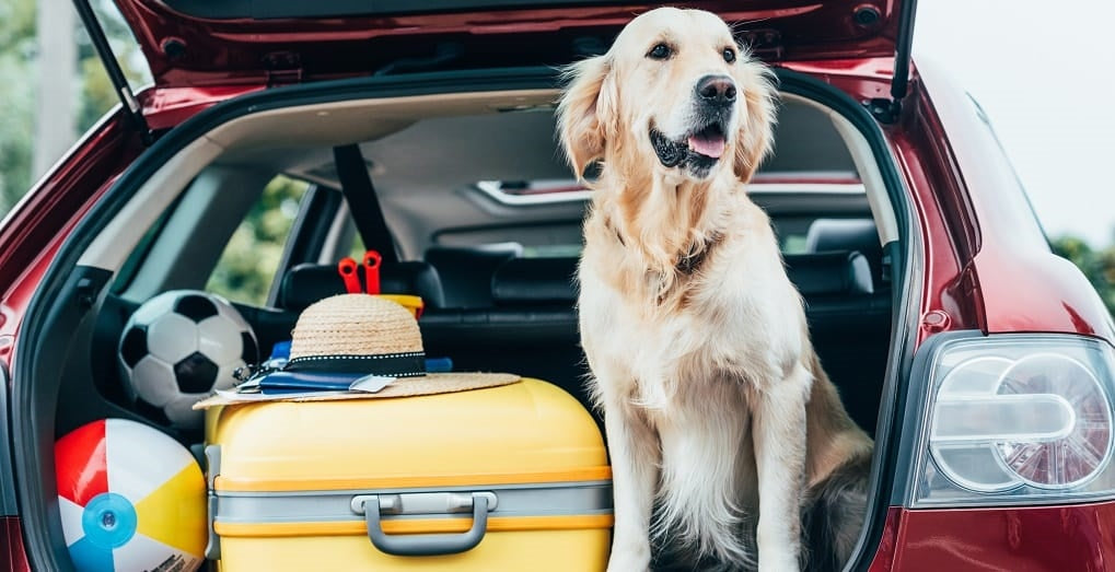 Retriever in the boot