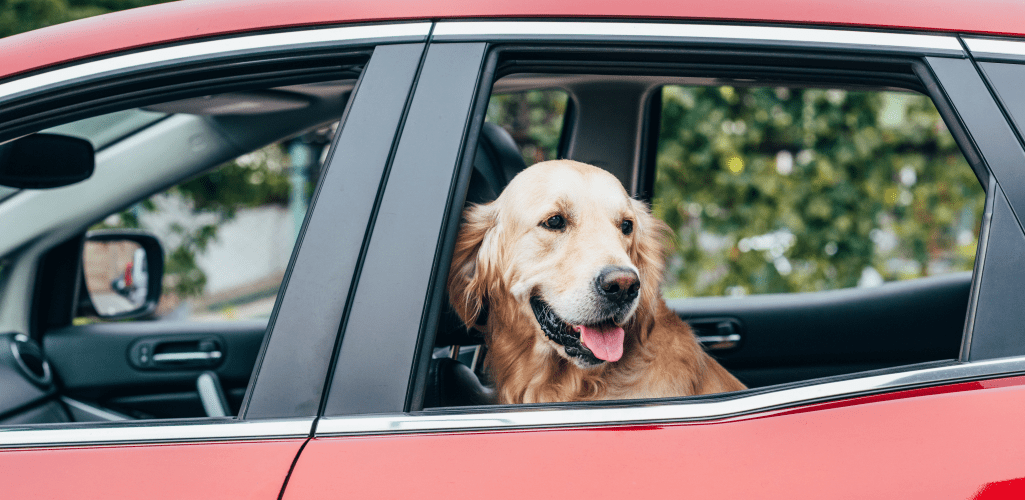 Labrador sitting in red car