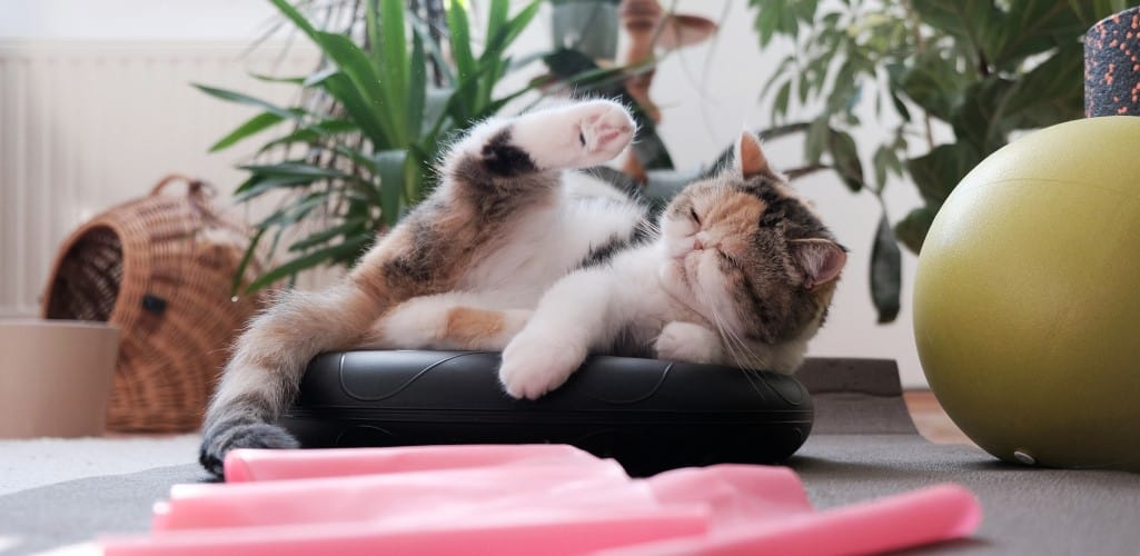 Cat stretching near exercise equipment