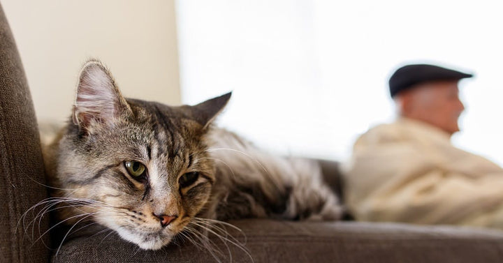 Spot the signs of stiffness in your elderly cat