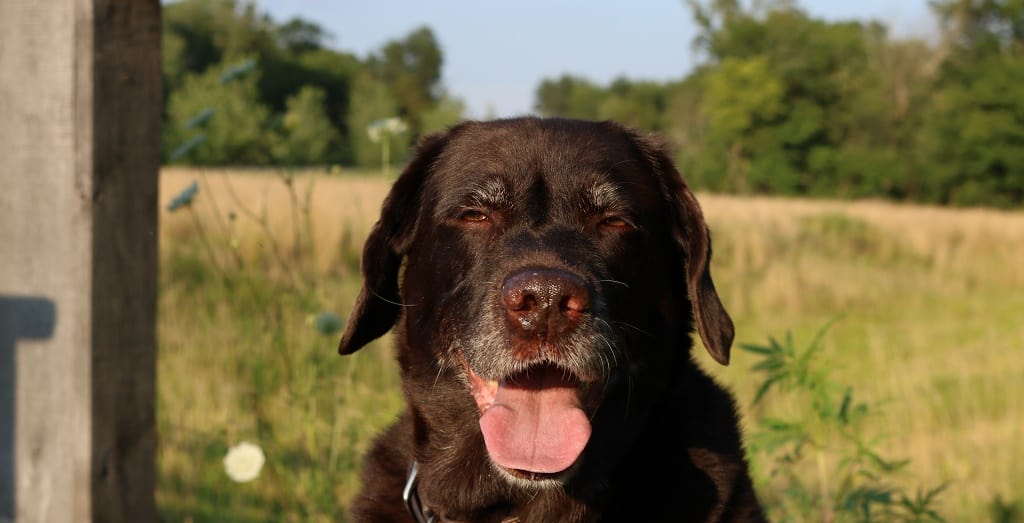 Charlie the Chocolate Lab