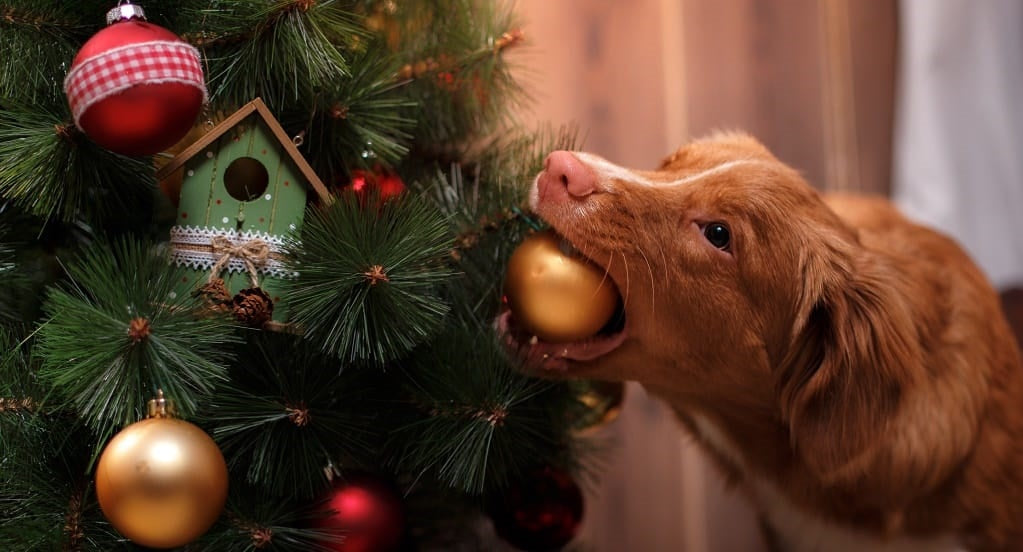 Spaniel chewing a bauble