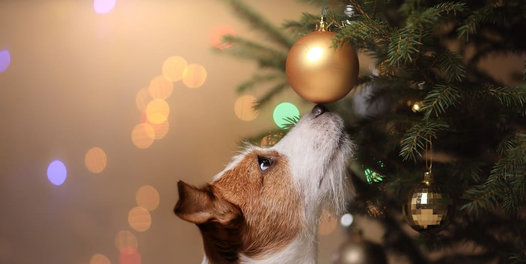 Top tips for a great festive season for your pet