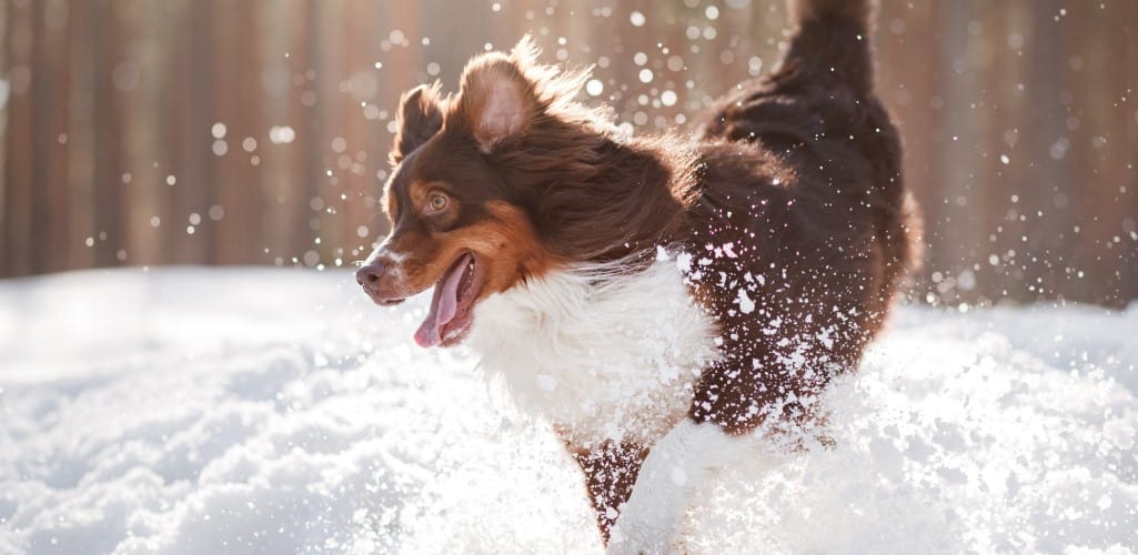 Dog playing in snow