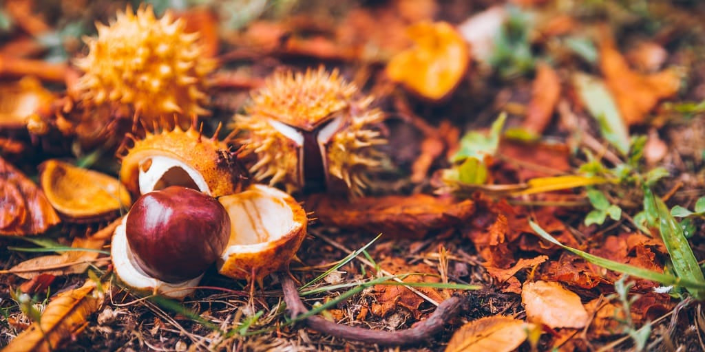 Conkers on the ground