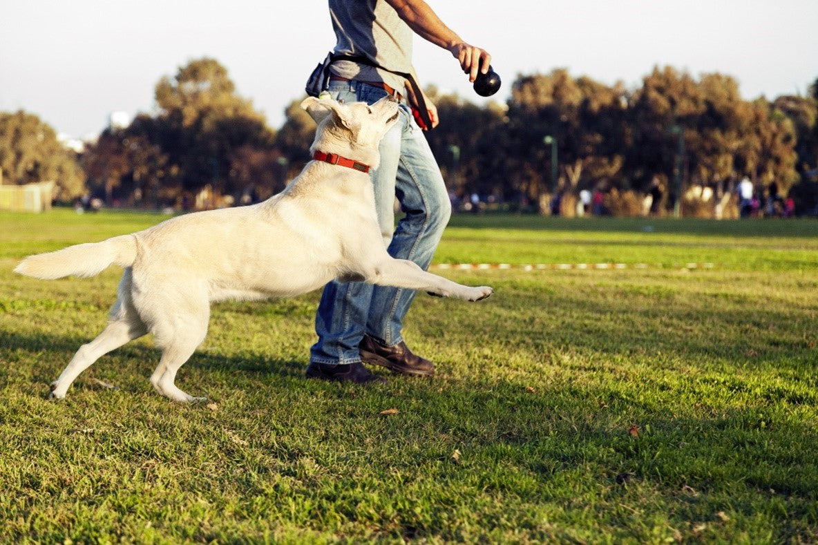 Things dogs love vs what’s actually good for them