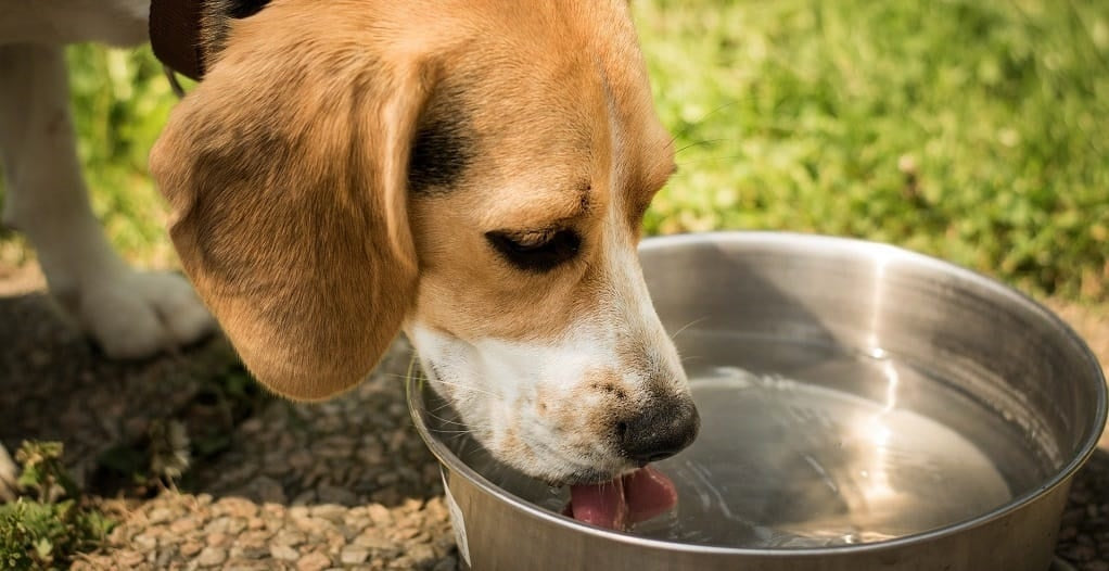 Thirsty beagle drinking