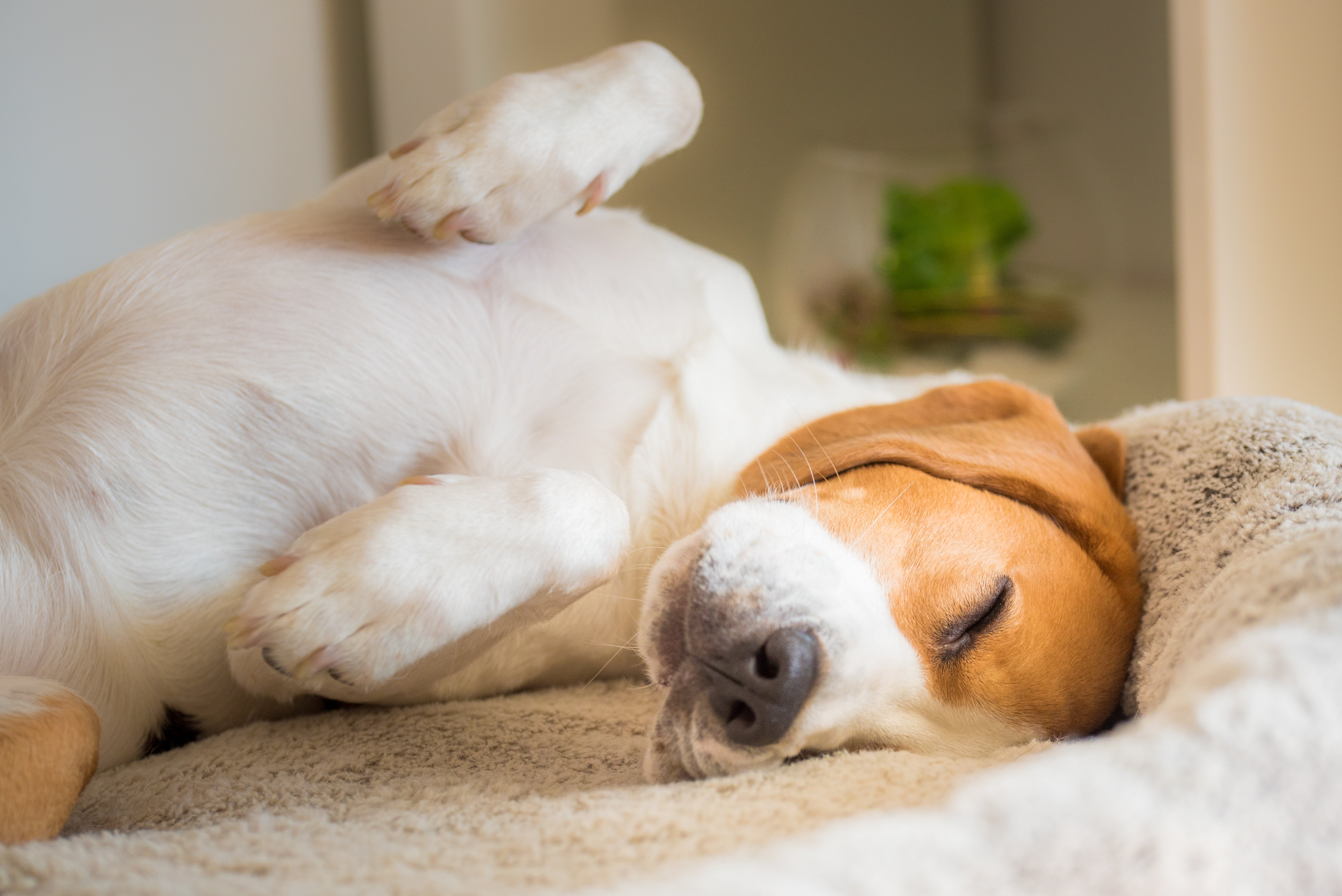 Beagle dog sleeping with paws up dreaming and sleeping