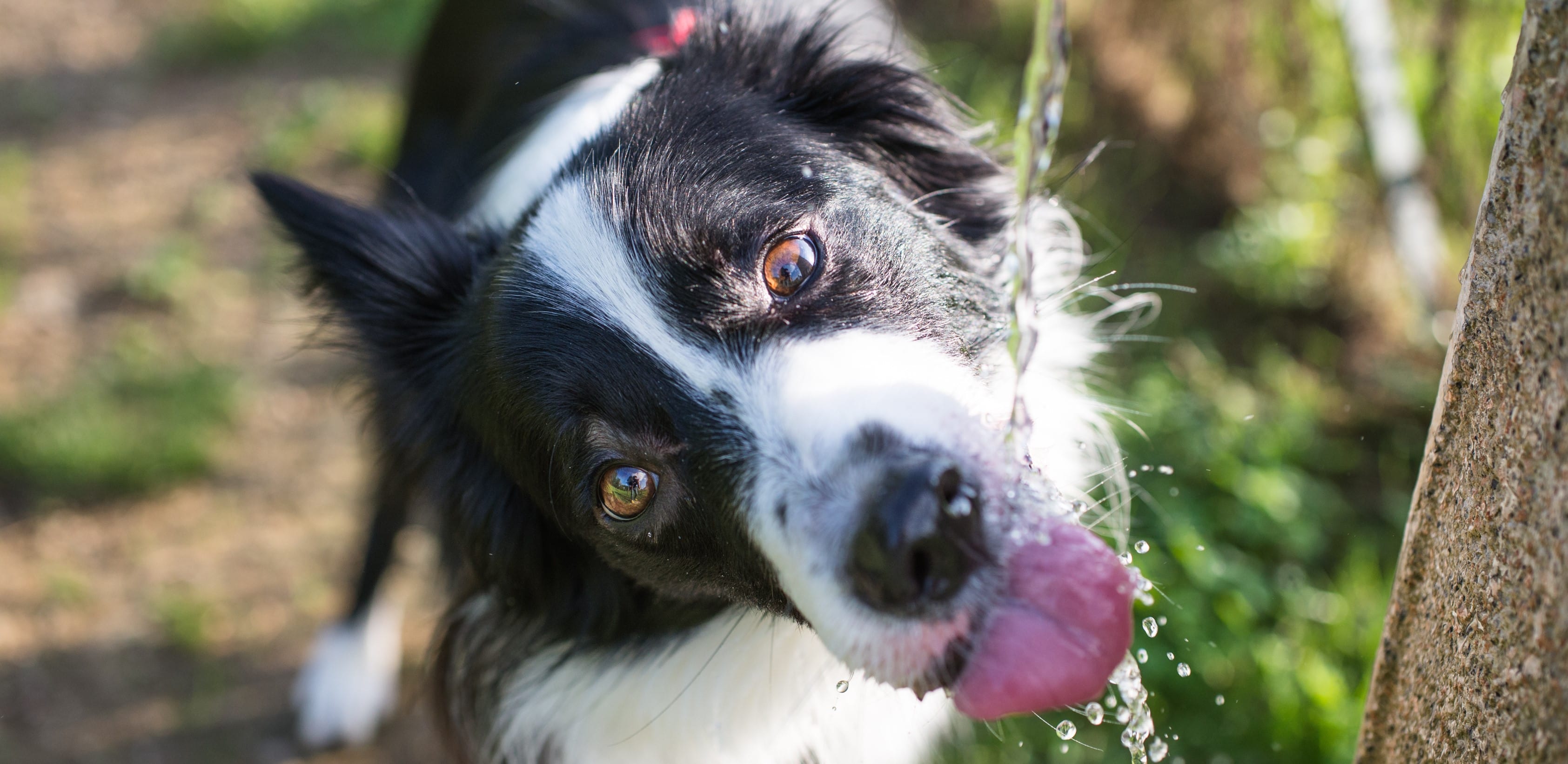 Border Collie drinking water from a tap, from YuMove.