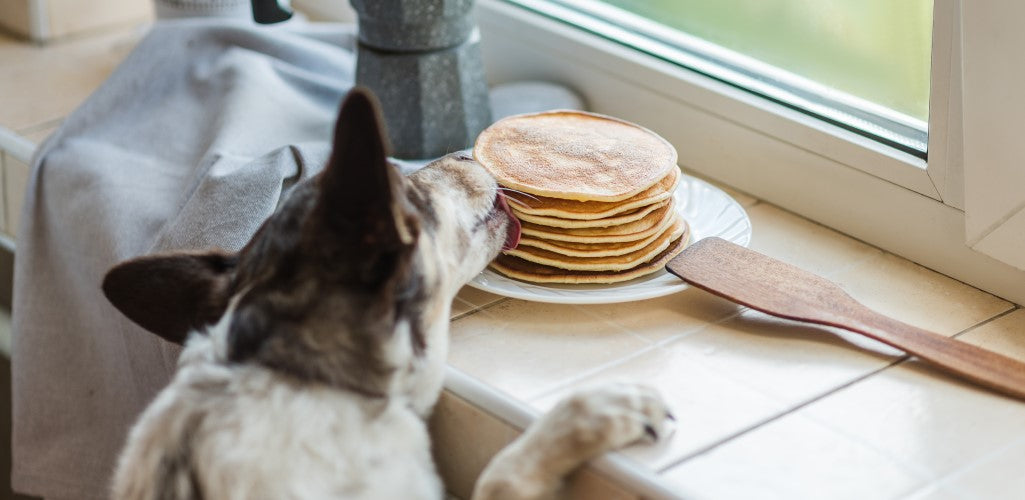 Dog licking stack of pancakes