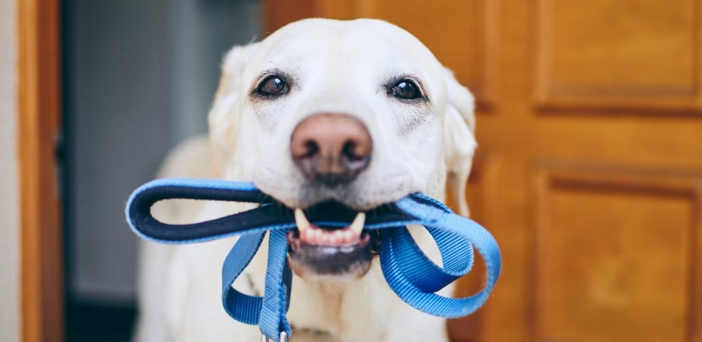 Labrador with lead in mouth